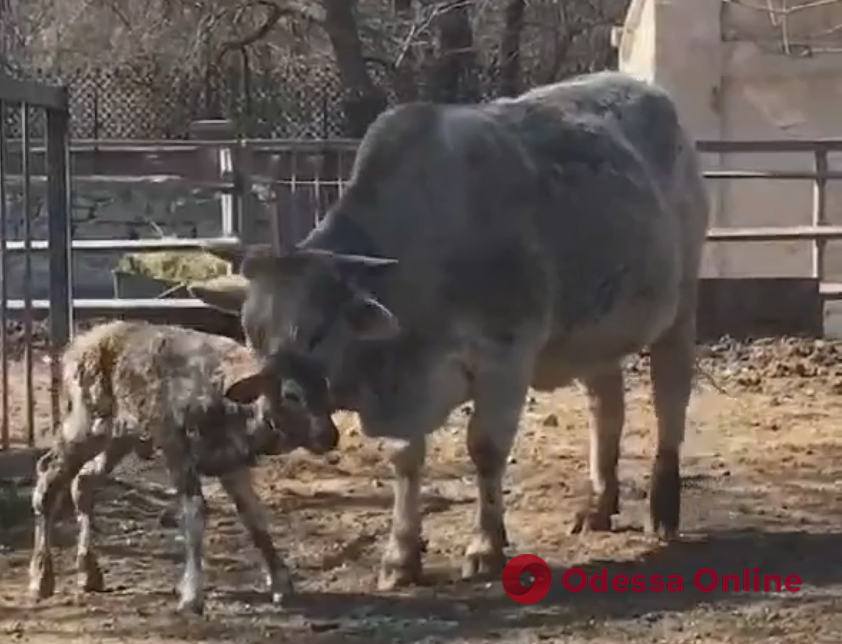 В Одесском зоопарке родился теленок (видео)
