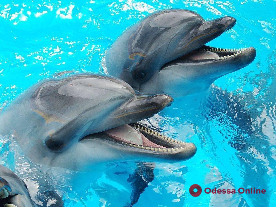 Морских животных из харьковского дельфинария эвакуируют в Одессу