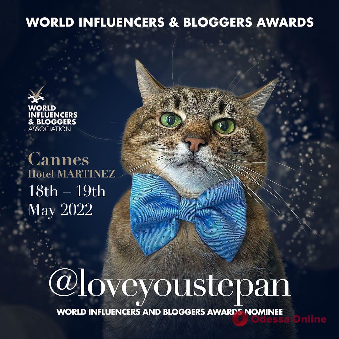 Харьковского кота номинировали на престижную премию для блогеров
