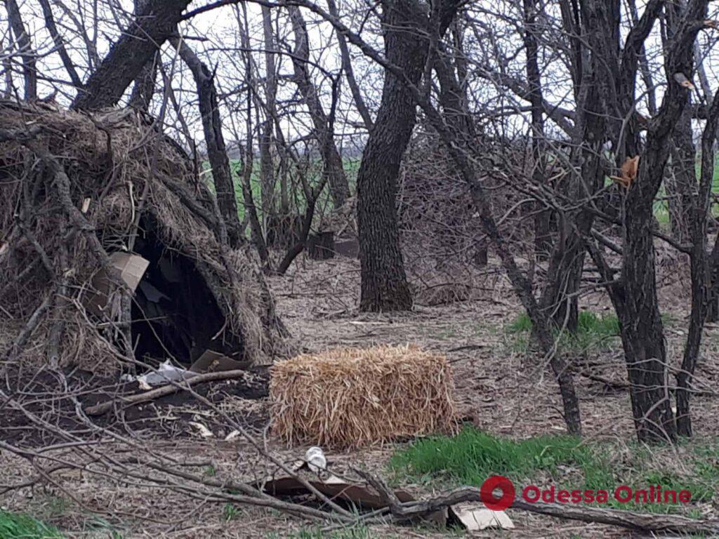 На Николаевщине орки жили в дупле (фото)