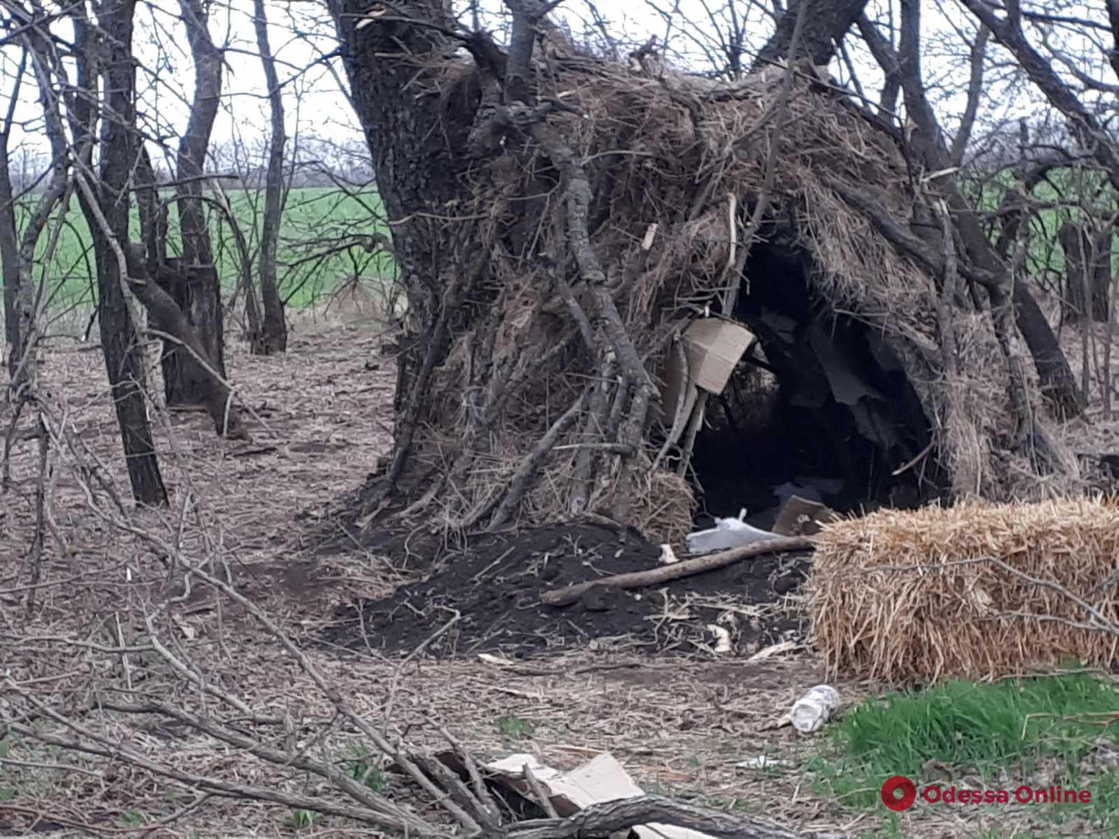 На Николаевщине орки жили в дупле (фото)