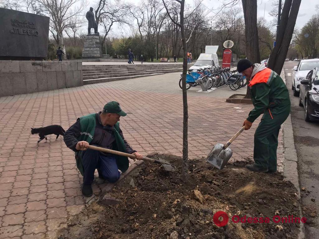 Озеленители высадили новые деревья на Александровском проспекте, Марсельской, Маразлиевской и в парке Шевченко