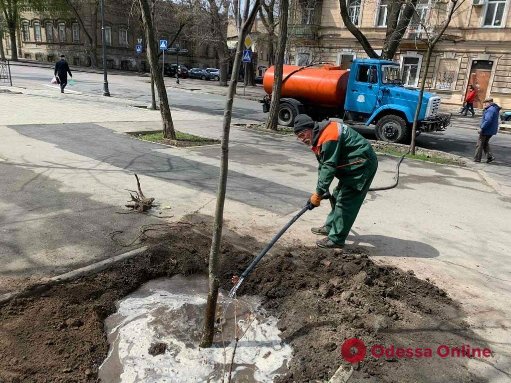 Озеленители высадили новые деревья на Александровском проспекте, Марсельской, Маразлиевской и в парке Шевченко