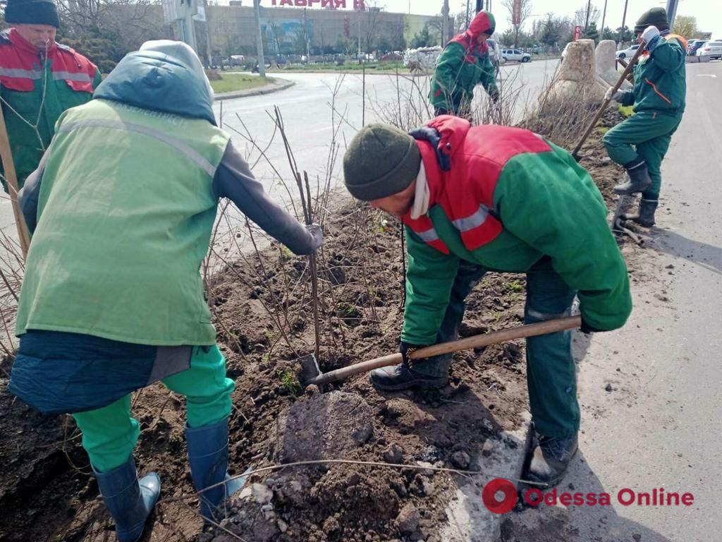 Озеленители высадили новые деревья на Александровском проспекте, Марсельской, Маразлиевской и в парке Шевченко