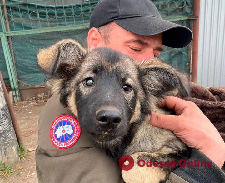 Одесские патрульные спасли слепого щенка