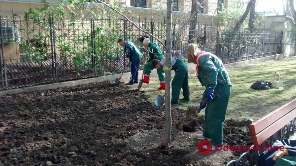 Озеленители высадили новые деревья на Александровском проспекте, Марсельской, Маразлиевской и в парке Шевченко