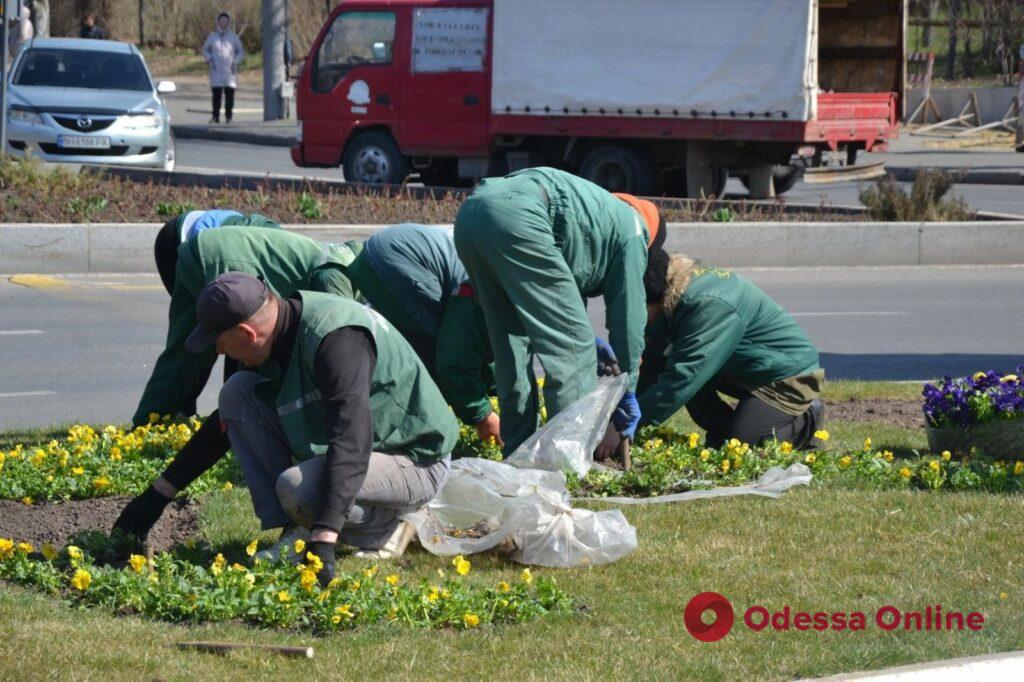 В Одессе на площади Десятого апреля высадят 25 тысяч цветов