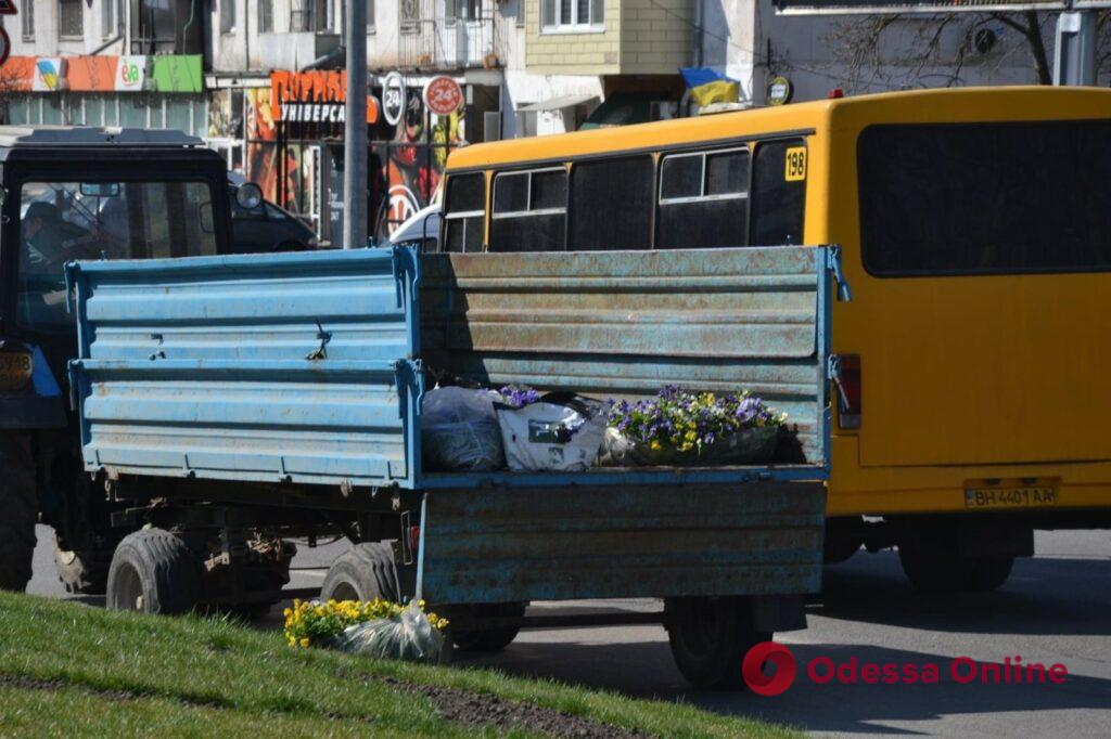 В Одессе на площади Десятого апреля высадят 25 тысяч цветов