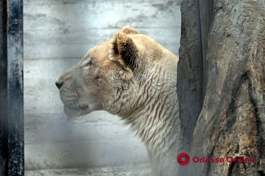 В Одессу привезли пару белых львов из харьковского экопарка