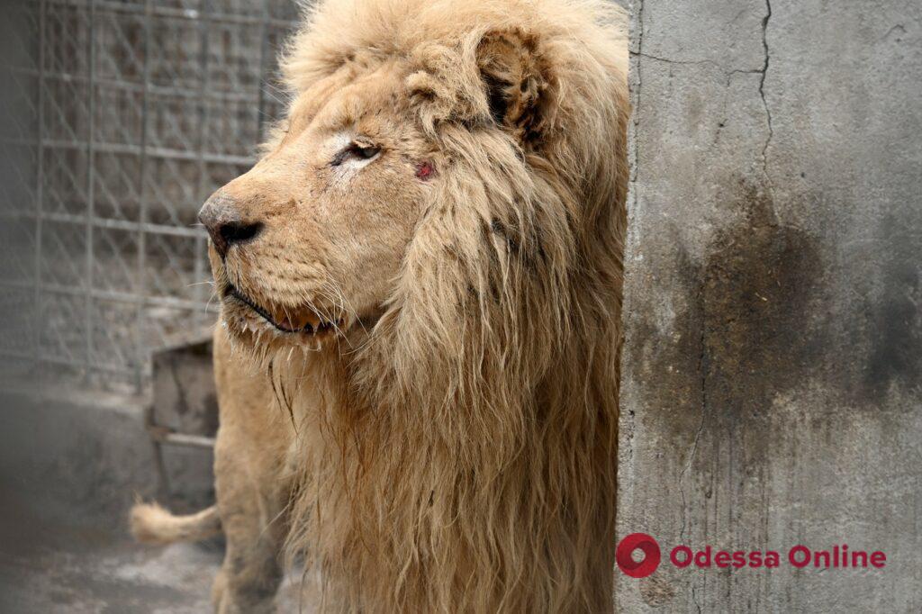 В Одессу привезли пару белых львов из харьковского экопарка
