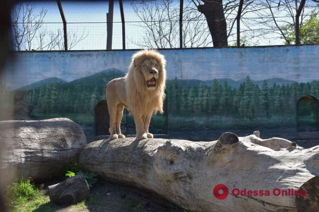 Спасенных из Харькова львов выпустили в вольеры Одесского зоопарка