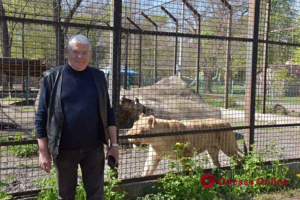 Спасенных из Харькова львов выпустили в вольеры Одесского зоопарка