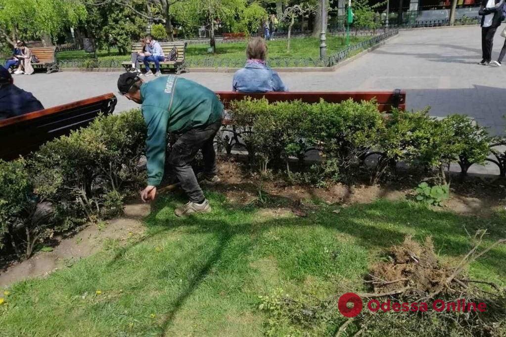 Озеленители Одессы продолжают высаживать цветы и благоустраивать парки и скверы