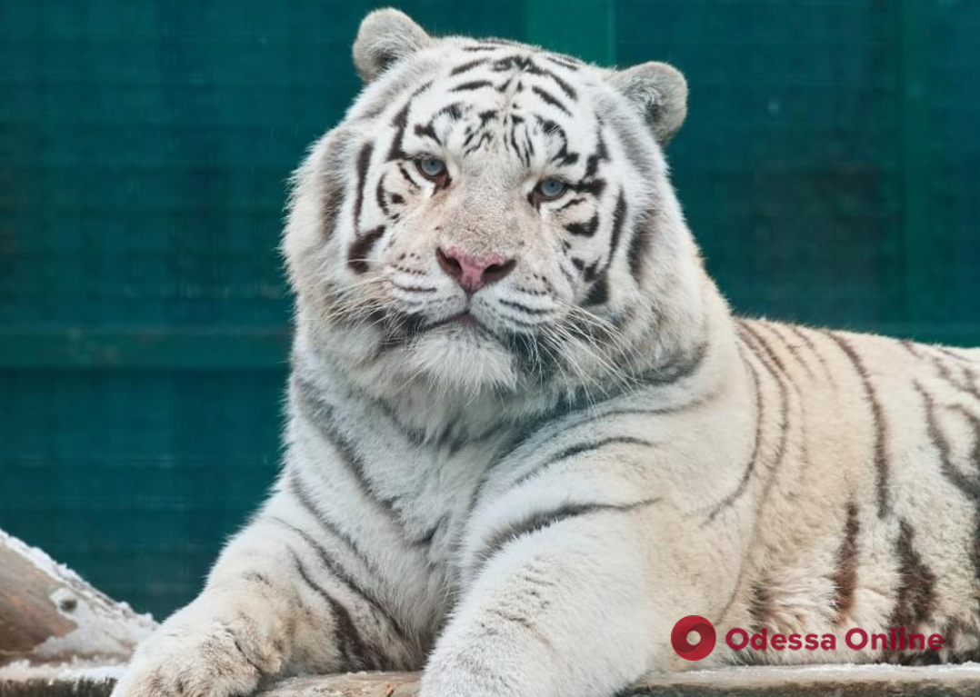 Одесский зоопарк готов принять животных из харьковского экопарка