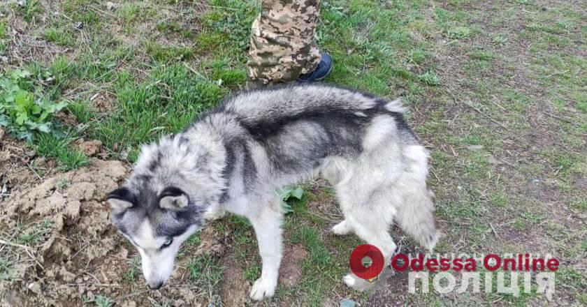 Житель Одесской области морил голодом восьмерых собак