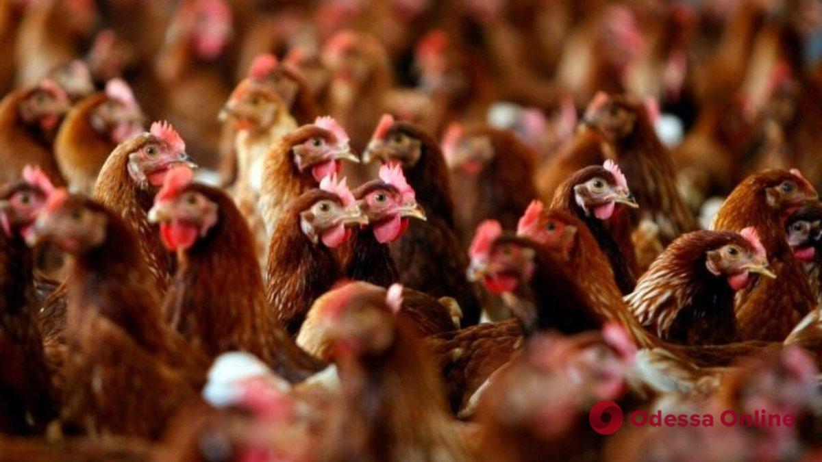 В Херсонской области на птицефабрике погибли 4 миллиона кур