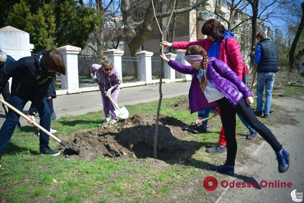 На проспекте Гагарина высадили молодые деревья