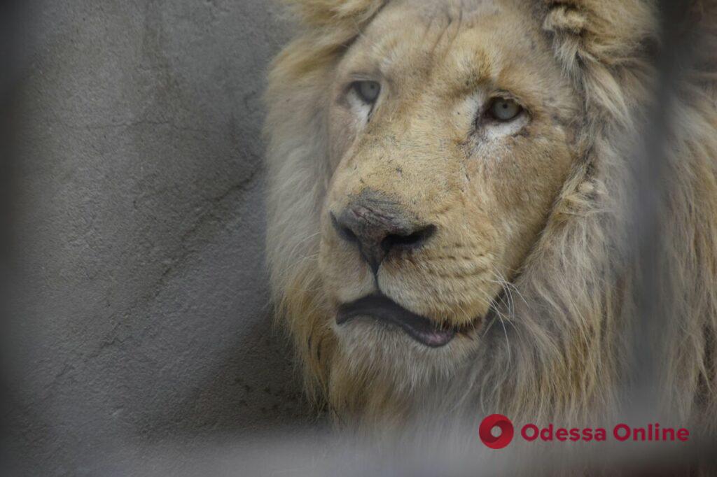 Спасенные из Харькова львы находятся в тяжёлом психологическом состоянии