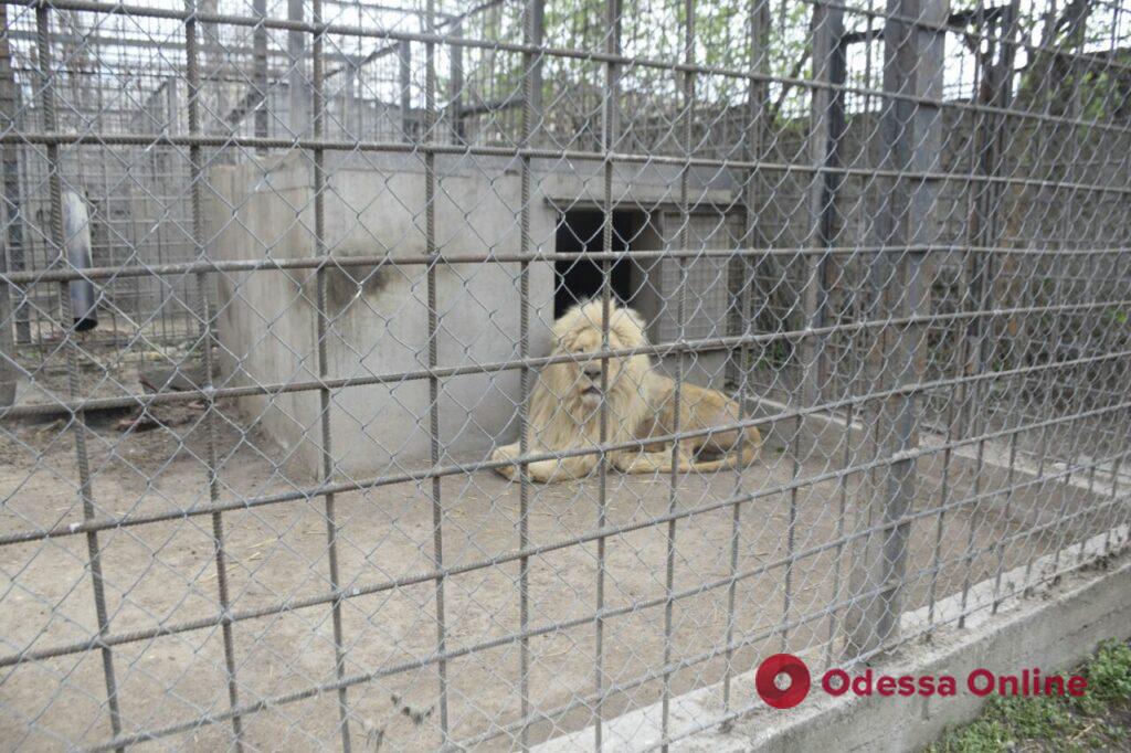 Спасенные из Харькова львы находятся в тяжёлом психологическом состоянии