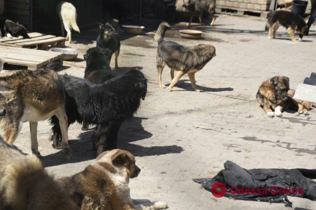 «В приютах катастрофа», — одесские зоозащитники о ситуации с брошенными животными