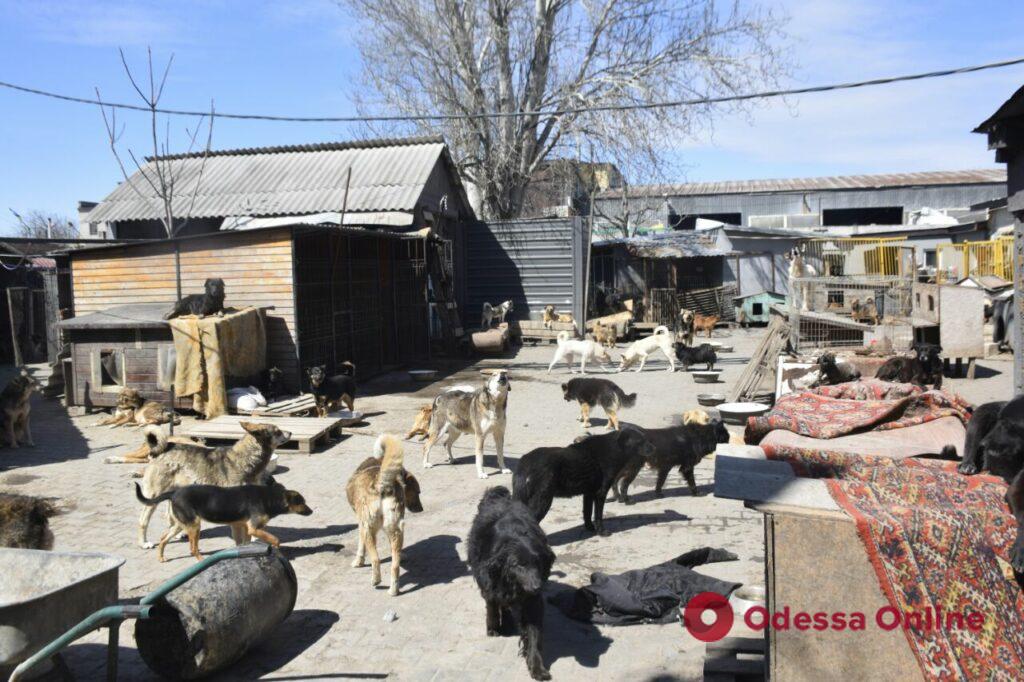 «В приютах катастрофа», — одесские зоозащитники о ситуации с брошенными животными