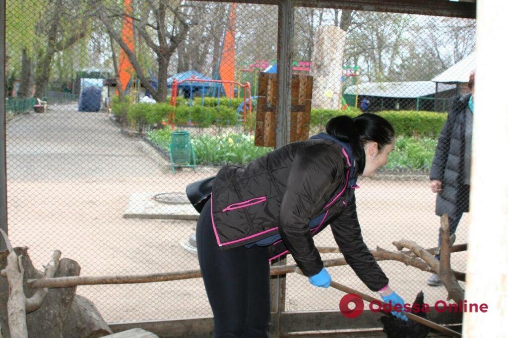 Одесситы откликнулись на просьбу Одесского зоопарка о помощи в благоустройстве территории