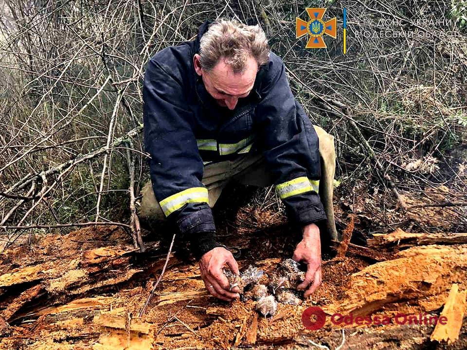 В Одесской области горел лес и сухая трава