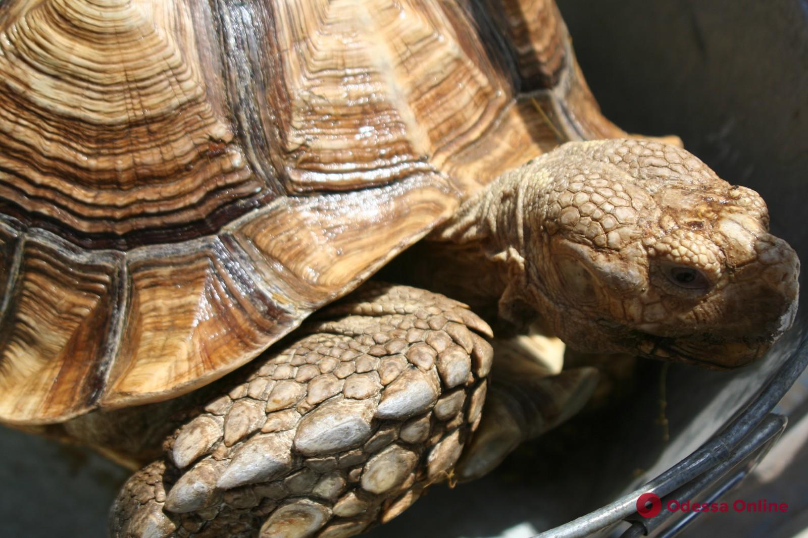 Самые большие черепахи Одесского зоопарка переселились в летний вольер