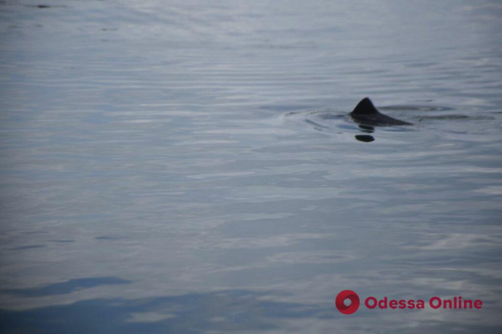 Дельфины возле берега Одессы (фоторепортаж)