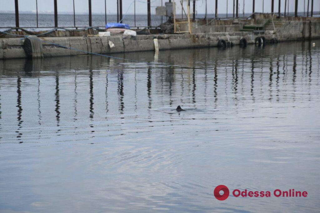 Дельфины возле берега Одессы (фоторепортаж)
