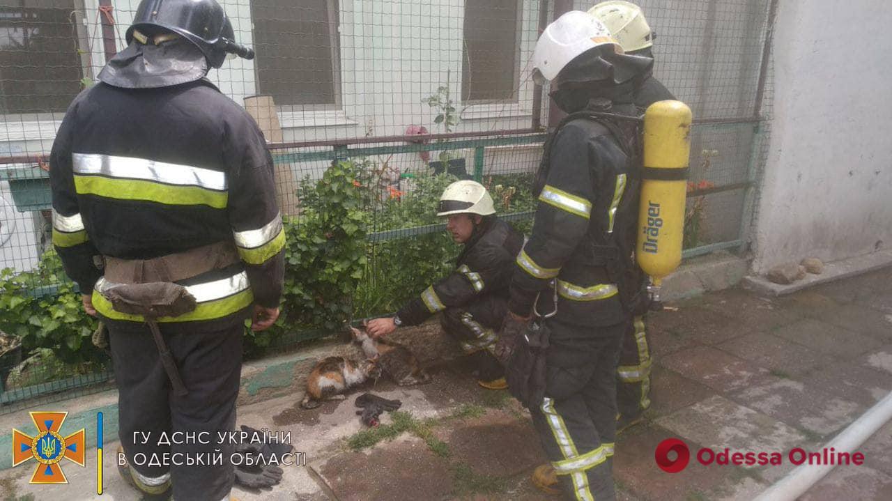 В Одессе пожарные спасли трех котов
