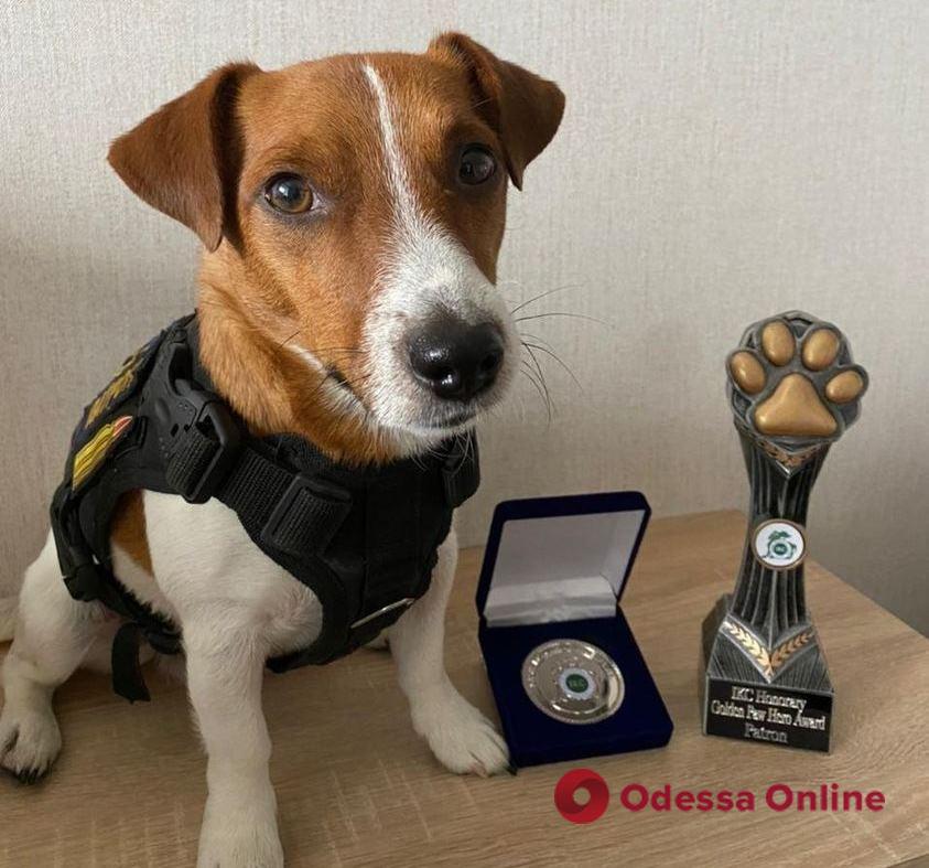 «Золотая лапа»: пес Патрон получил очередную награду