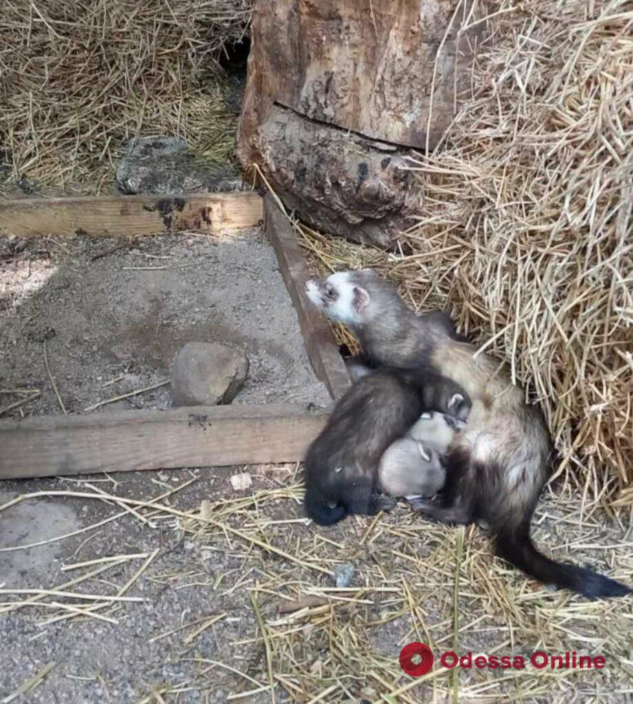 В Одесском зоопарке родились хорьки
