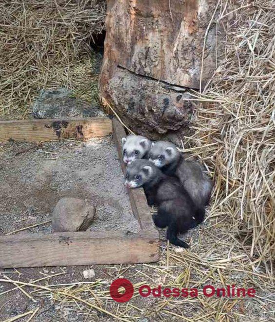 В Одесском зоопарке родились хорьки