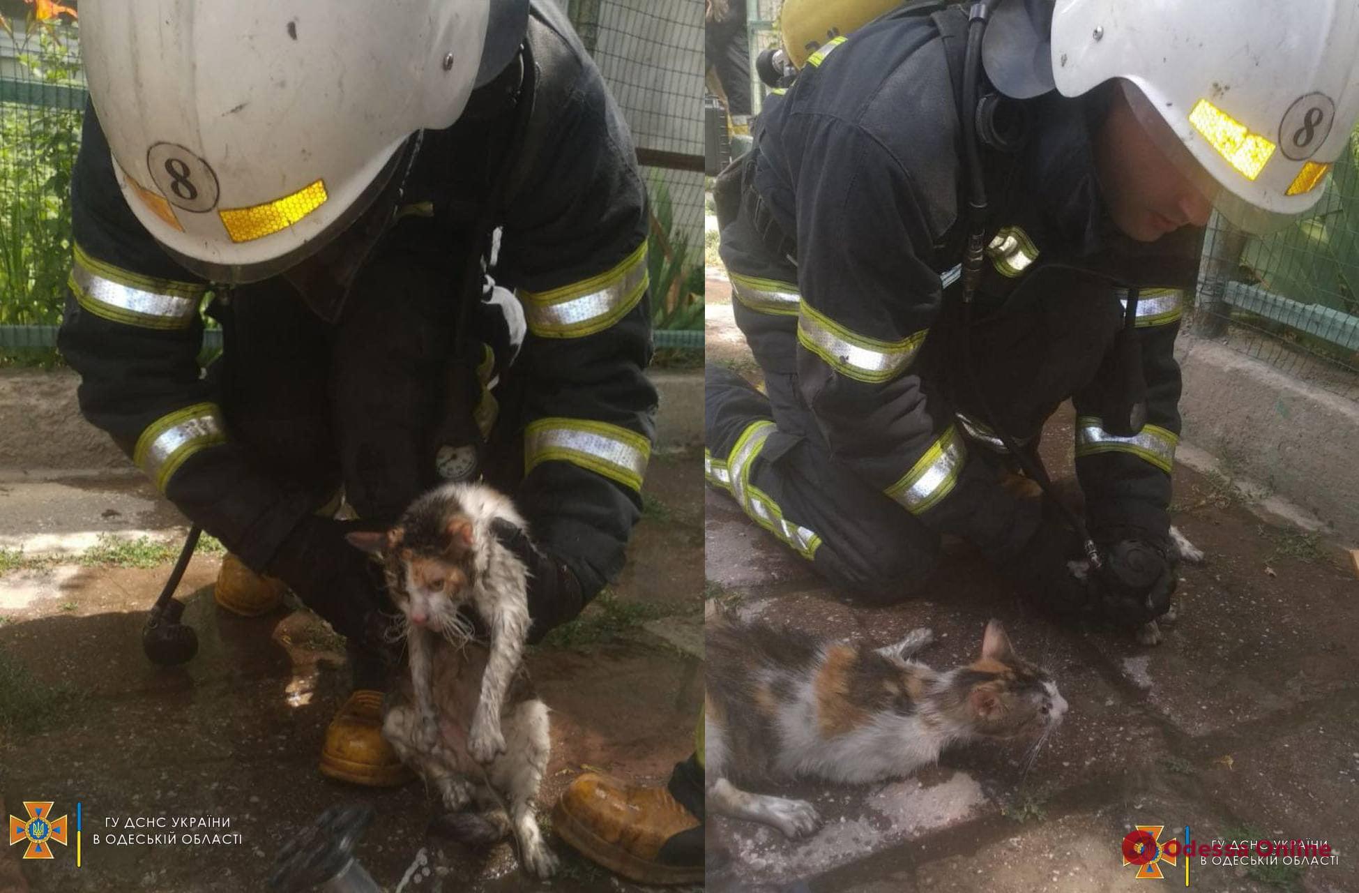 В Одессе пожарные спасли трех котов