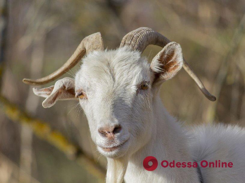 В Запорожской области коза “обезвредила” нескольких оккупантов