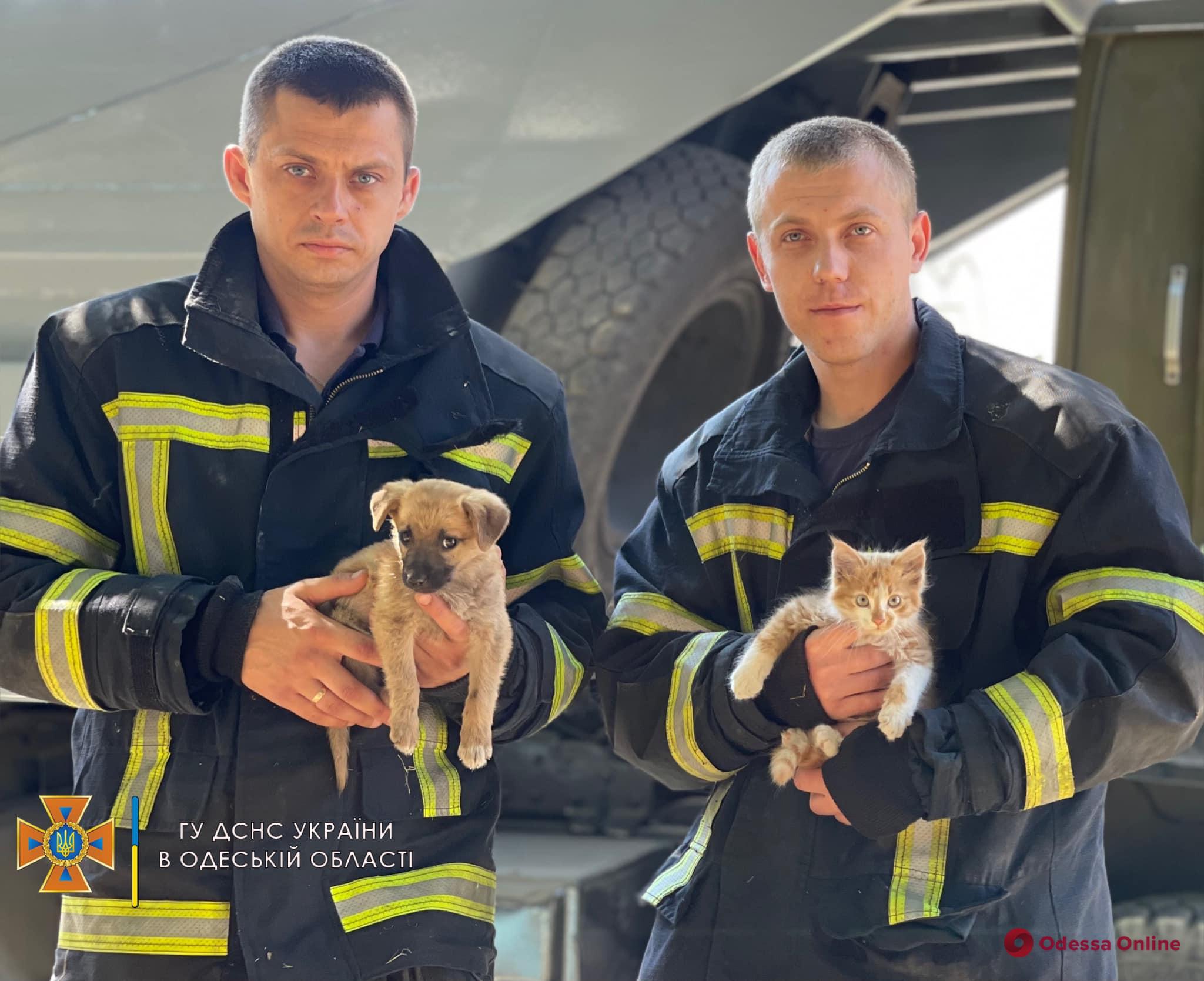 Спасенные после ракетного удара по Сергеевке животные ищут семью
