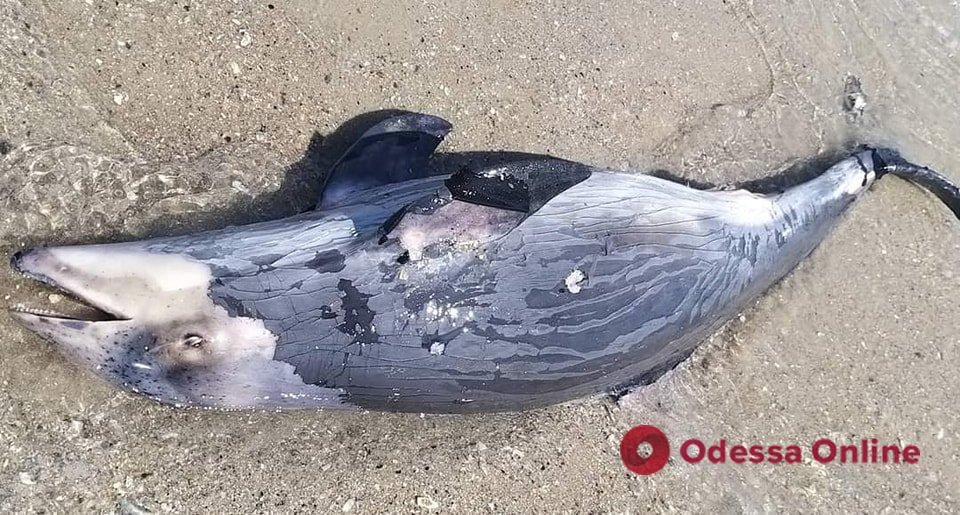 На березі Одеської області знайшли чотирьох мертвих дельфінів