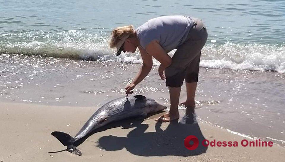 На березі Одеської області знайшли чотирьох мертвих дельфінів