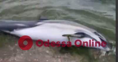 На берегу Одесской области нашли четырех мертвых дельфинов