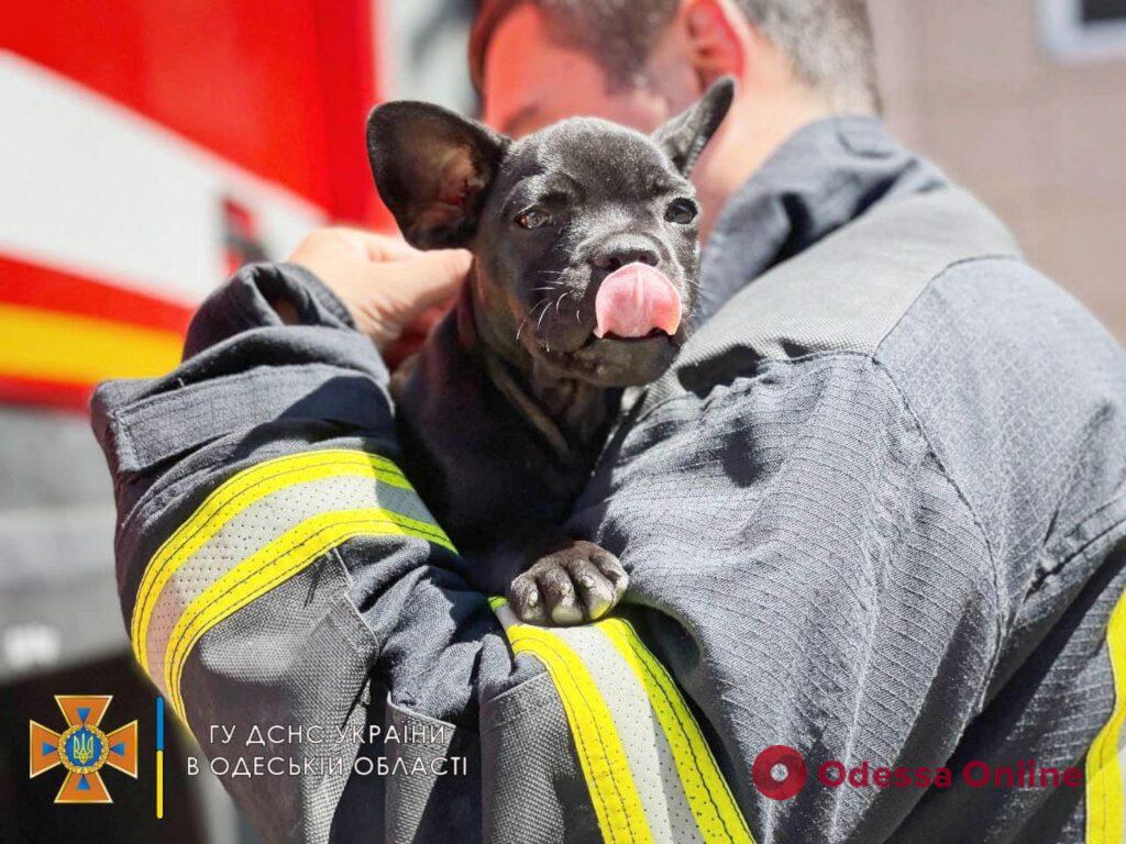 В пожарной части в Одессе поселился маленький пес Мажор