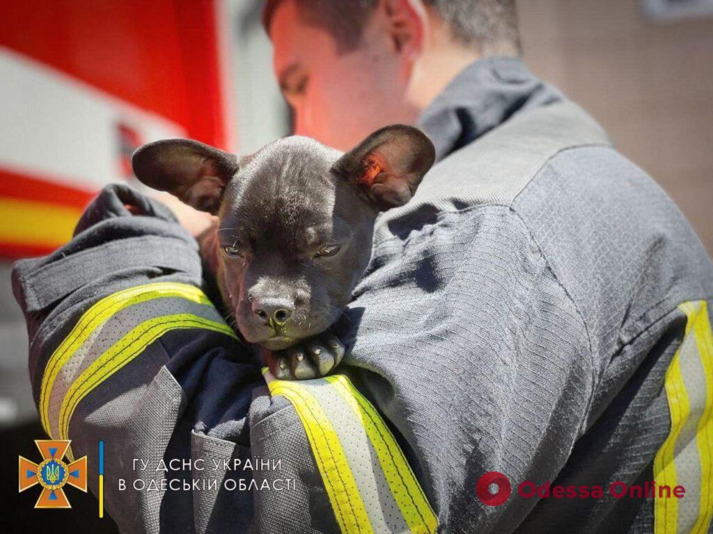 В пожарной части в Одессе поселился маленький пес Мажор