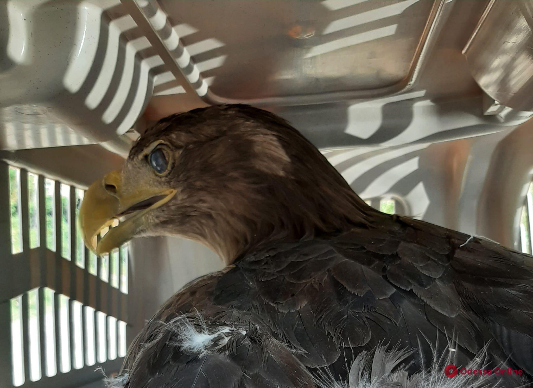В Одесском зоопарке спасают найденного орлана-белохвоста