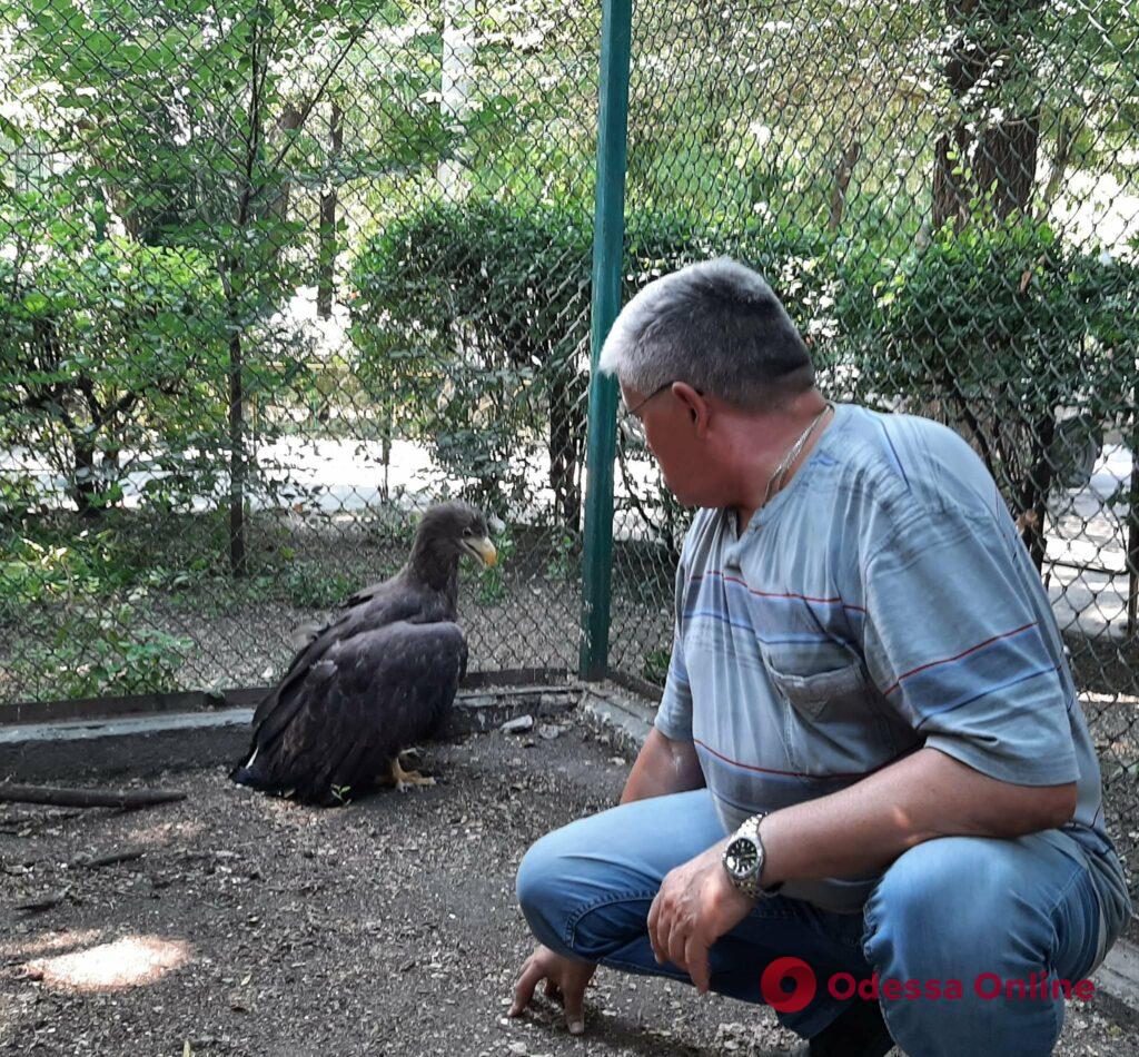 В Одеському зоопарку рятують знайденого орлана-білохвоста