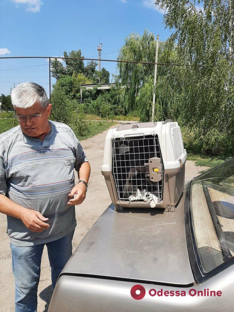 В Одесском зоопарке спасают найденного орлана-белохвоста