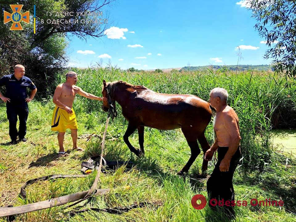 В Одеській області врятували коня (фото)