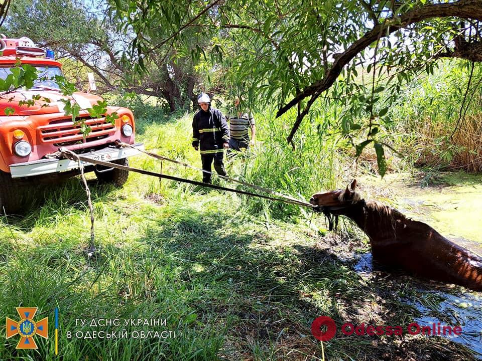 В Одеській області врятували коня (фото)