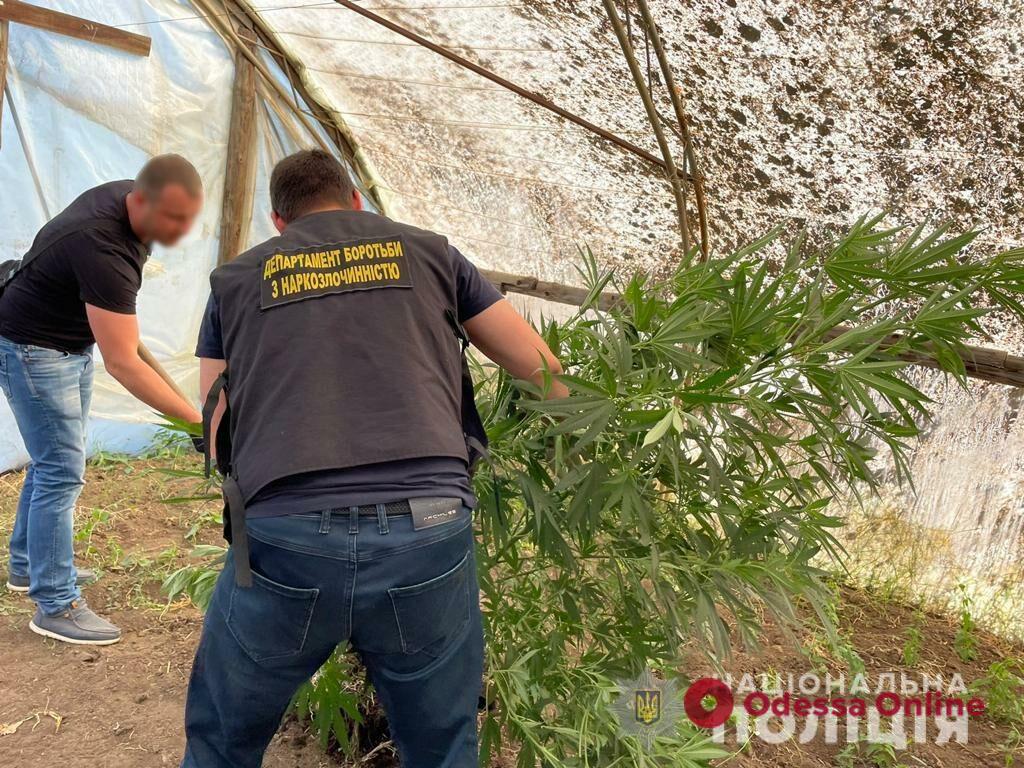 В Одесской области задержали двух мужчин, которые выращивали коноплю