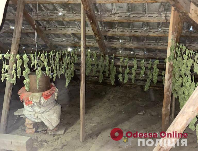 В Одесской области у четырех наркоаграриев изъяли почти 30 килограммов марихуаны