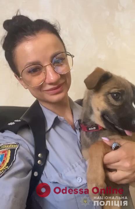 В Одессе мужчина избил щенка: собаку у него отобрали